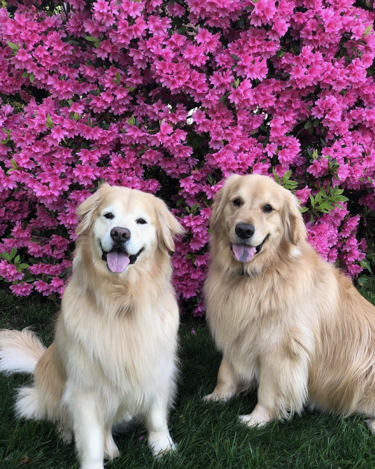 Two golden retrievers in front of blooming azaleas