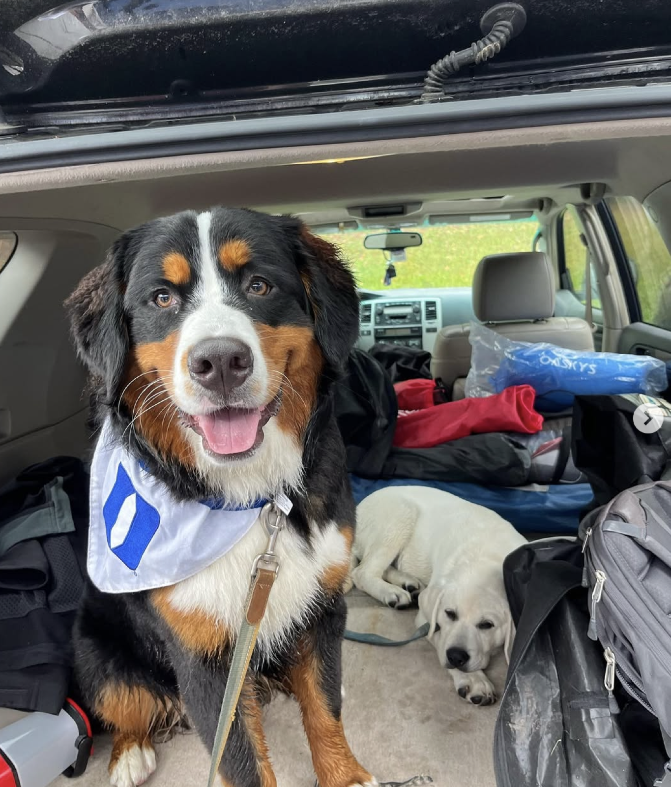 A Bernese Mountain Dog and a puppy Greta has cared for, ready for a road trip