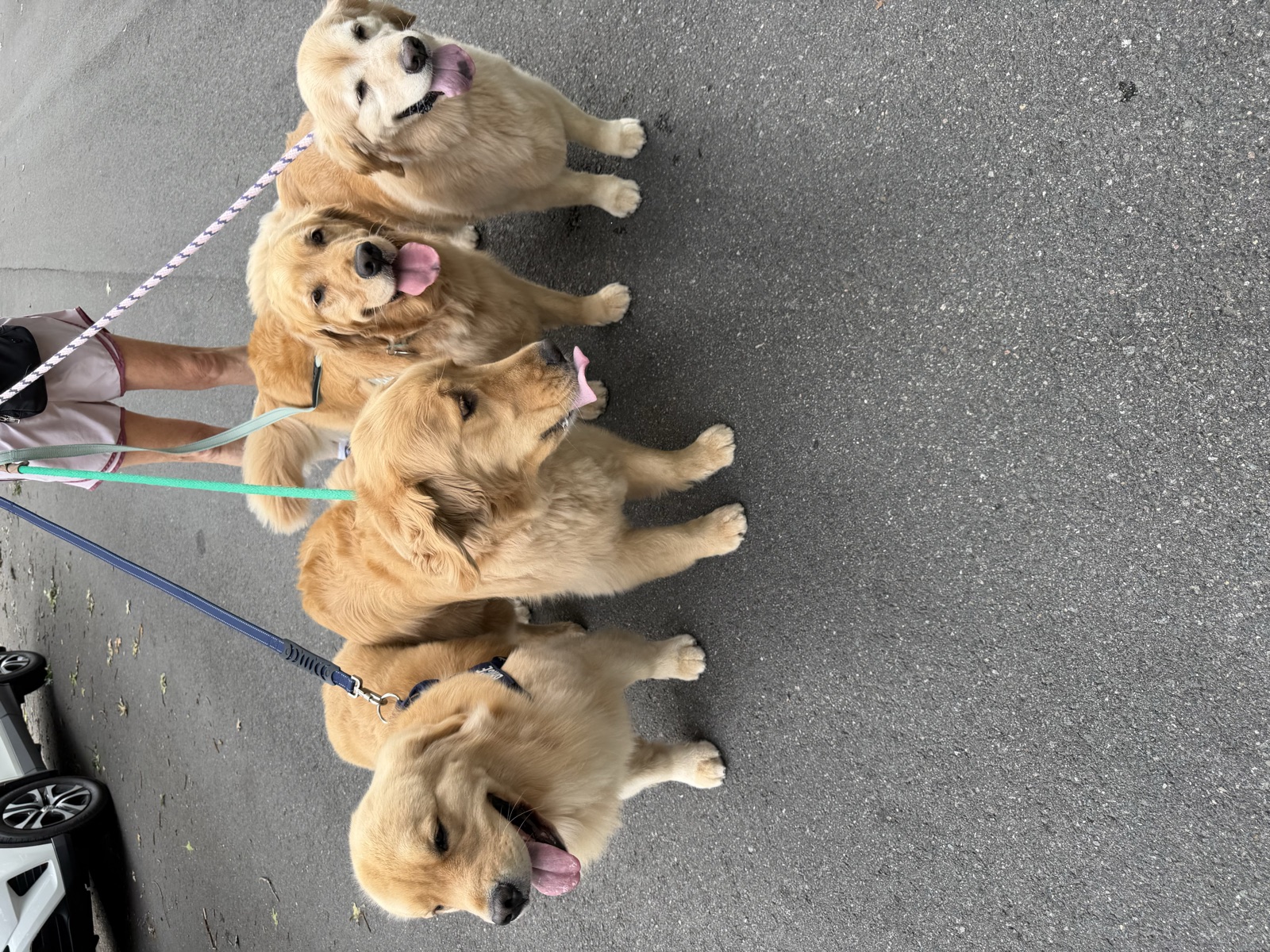 Four golden retrievers walked together, some Greta's own dogs and some she cares for