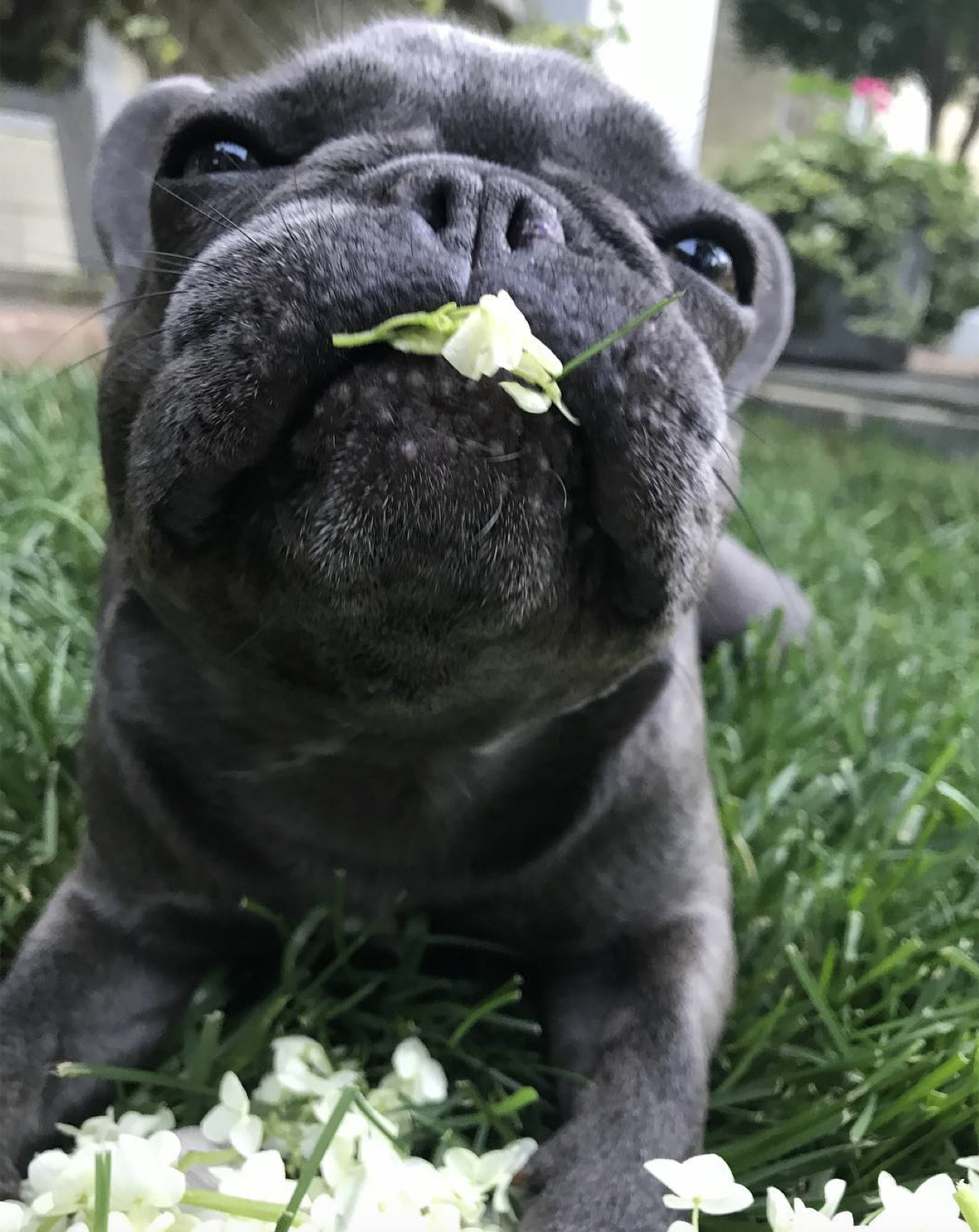 A French bulldog Greta has cared for, out in the yard