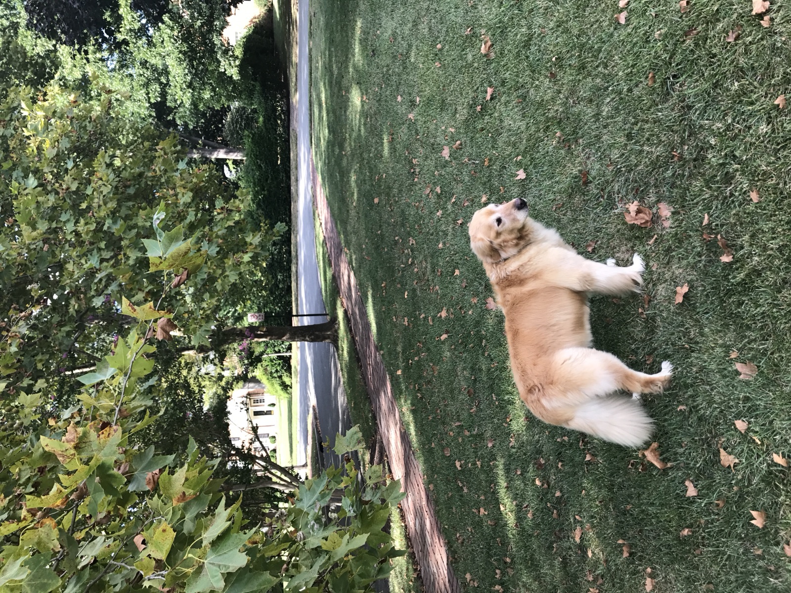 Golden retriever on a walk through a tree-lined Westhampton street