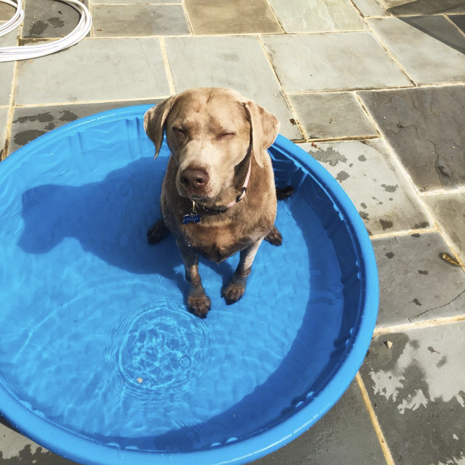 Violet cooling off in a kiddie pool