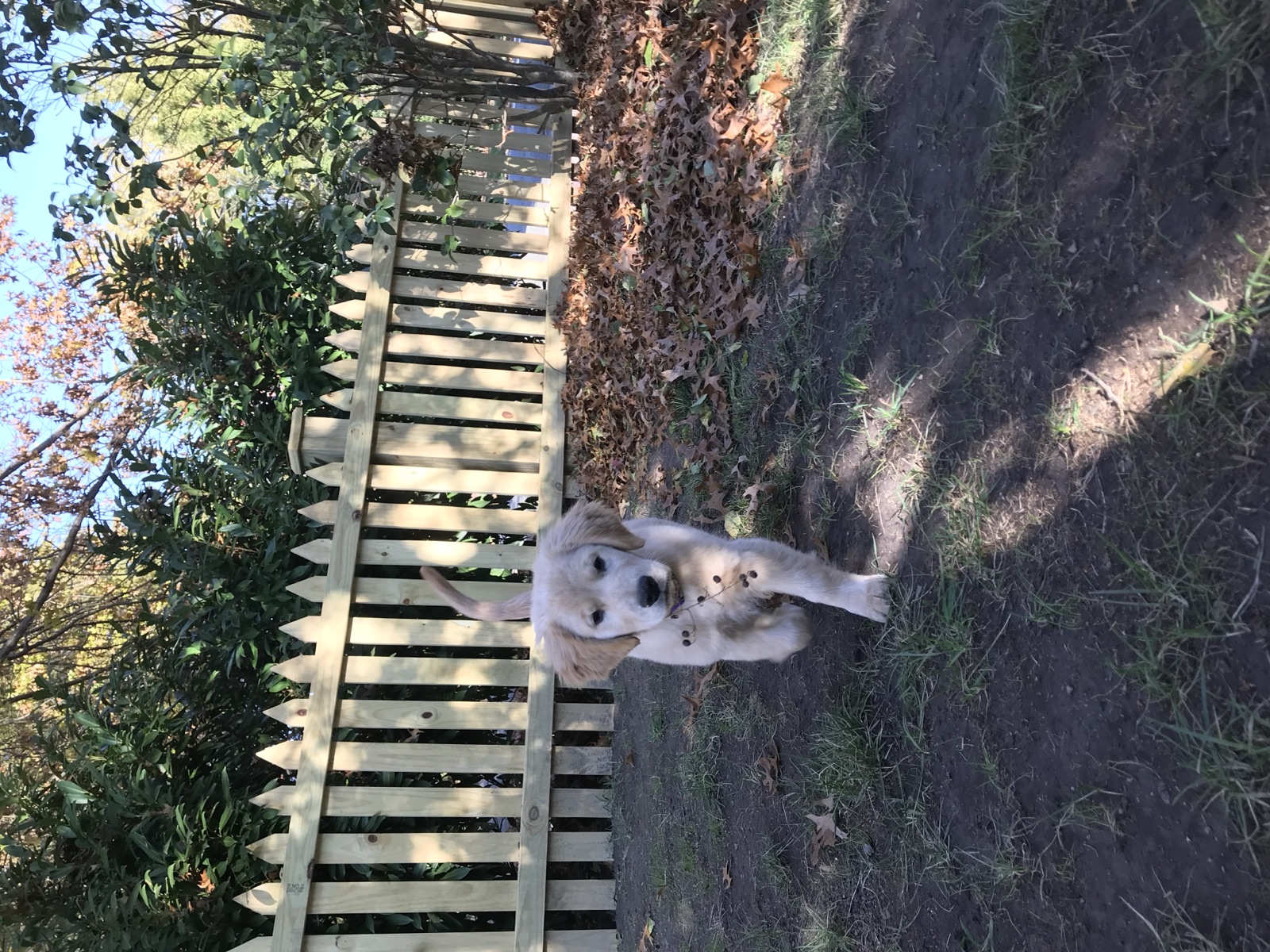 A golden retriever puppy on a garden path