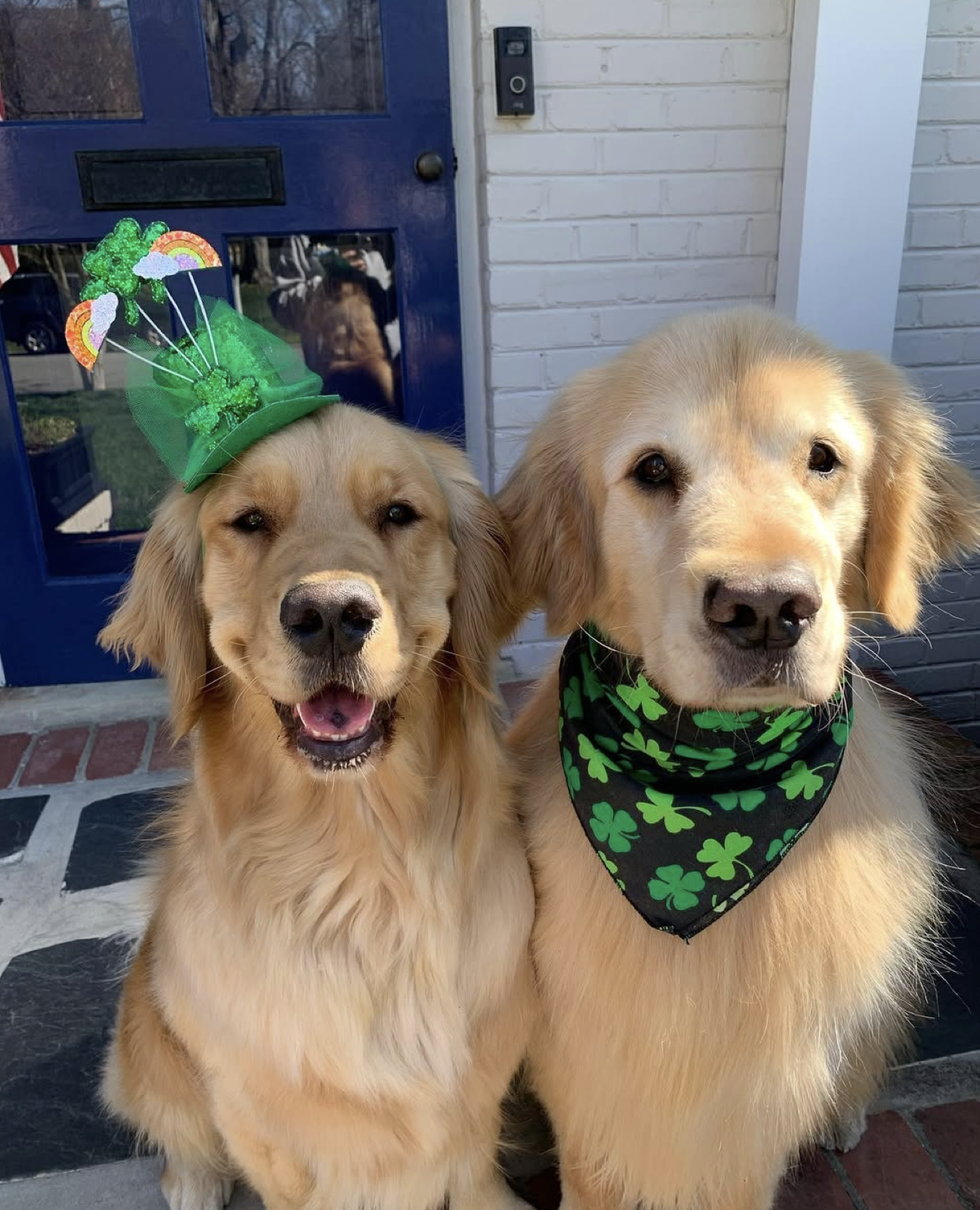 Two golden retrievers dressed up for St. Patrick's Day at the front door