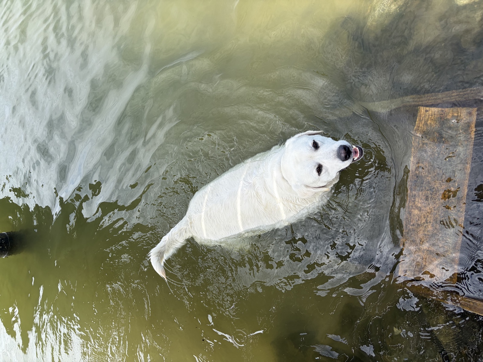 Dog enjoying a swim outing