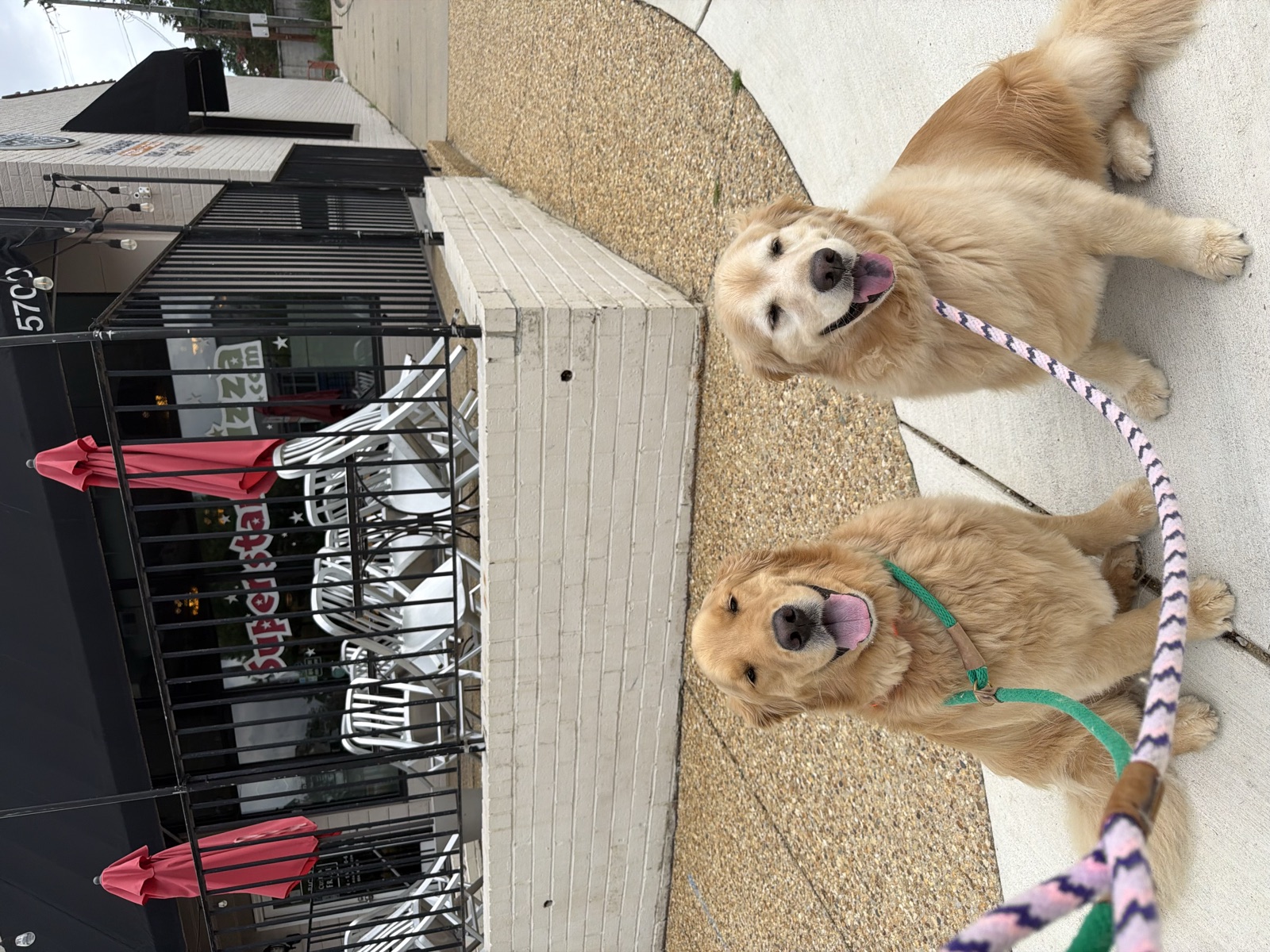 Two golden retrievers on a walk in the Libbie & Grove area of Richmond, VA
